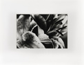 070_aus der Serie 'Lilien'

1989, s/w-Fotografie, Silbergelatine Barytpapier
53 x 68 cm in Künstlerrahmung
Auflage: Original

Ausrufpreis: 1000,-